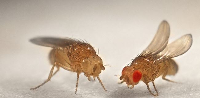 Другое название – фруктовая или плодовая мушка