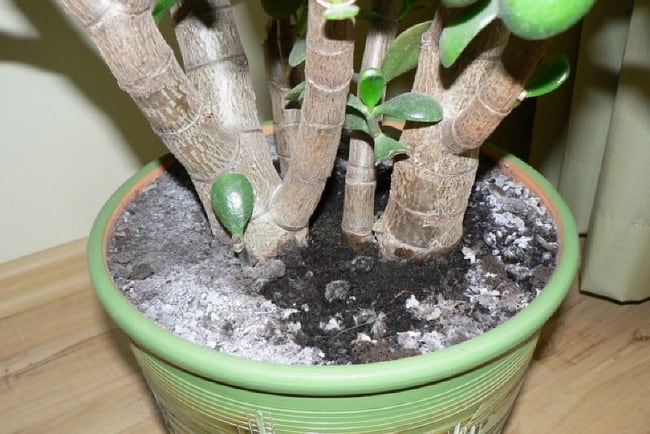 Постоянная сырость способствует размножению