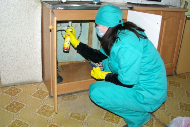 Распылите средства в местах обитания насекомых