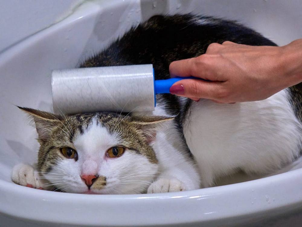 чистка кота роликом