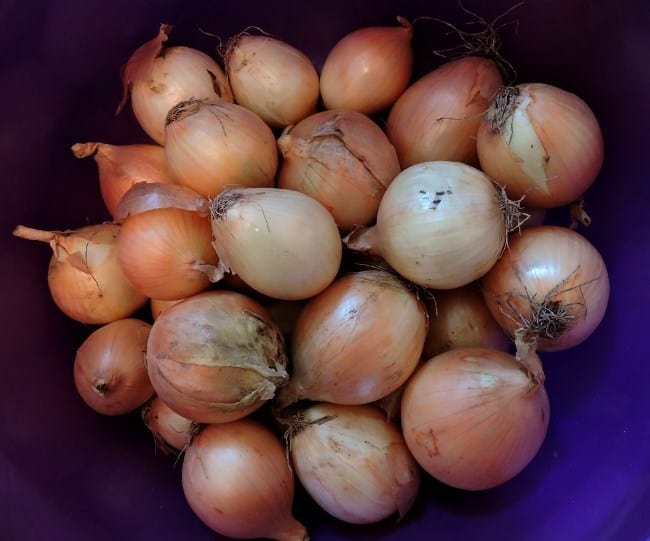 Репчатый лук