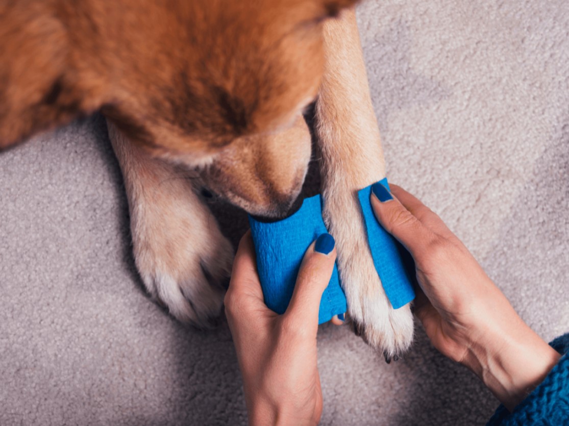 протираем лапы салфеткой