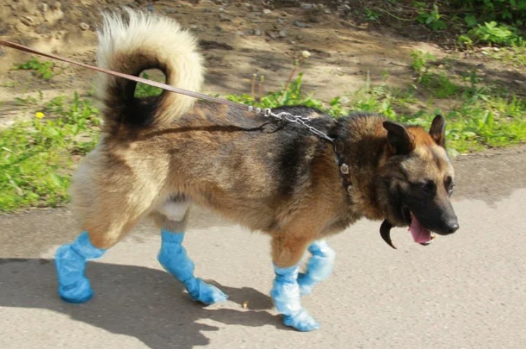 бахилы для собак