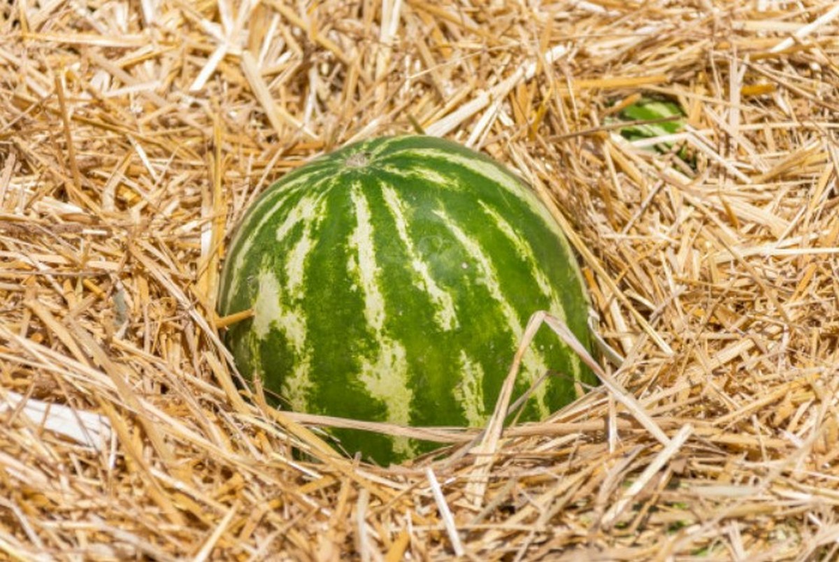 храним арбузы в соломе
